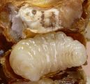 Larva trúda napadnutá hubou Ascosphaera apis, napravo vidieť chumáč belavých hýf