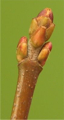 pik