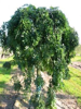 Sofora japonsk 'Pendula'