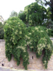 Sofora japonsk 'Pendula'