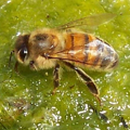 Buckfast včela