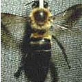 Včela himalájska