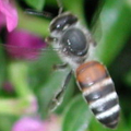 Včela kvetná