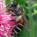 Včela kvetná