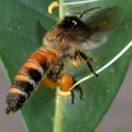 Včela obrovská