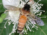 Včela obrovská