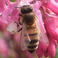 Vlašská (talianska) včela