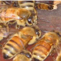Vlašská (talianska) včela